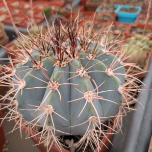 Melocactus azureus