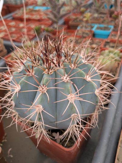 Melocactus azureus
