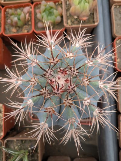 Melocactus azureus - Зображення 2