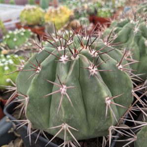 Melocactus conoideus