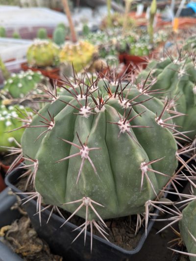 Melocactus conoideus