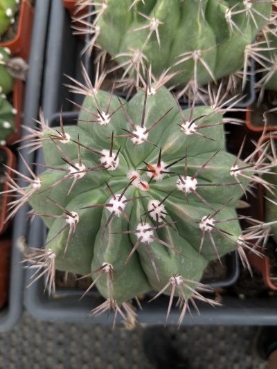 Melocactus conoideus - Зображення 2