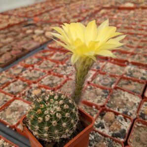 Pseudolobivia aurea