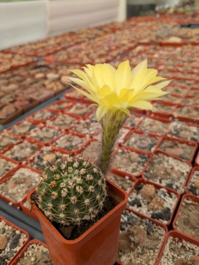 Pseudolobivia aurea