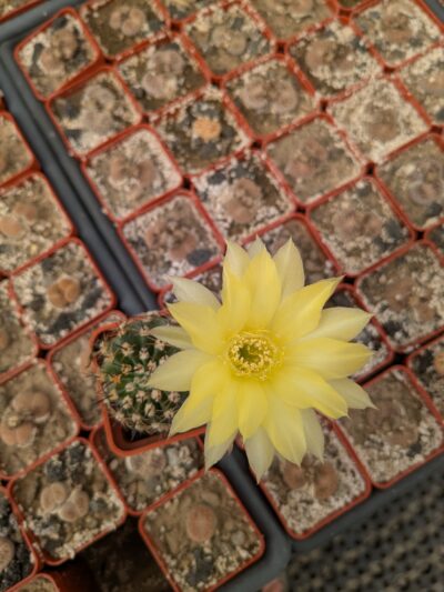 Pseudolobivia aurea - Зображення 2