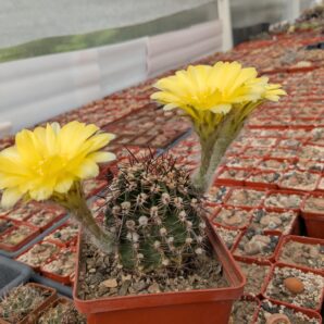 Pseudolobivia aurea