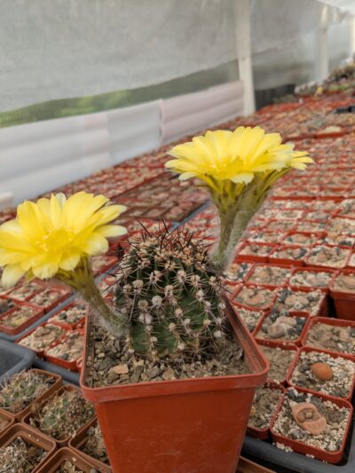 Pseudolobivia aurea