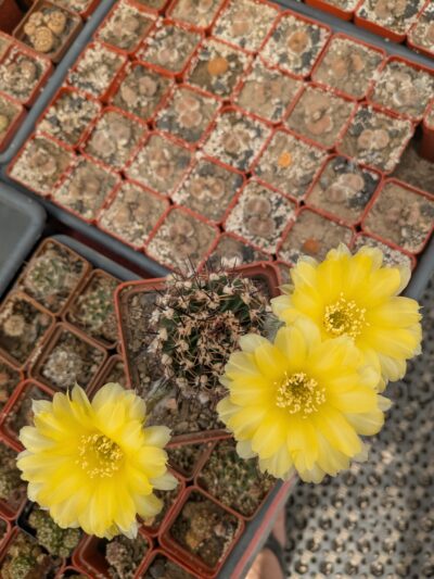 Pseudolobivia aurea - Зображення 2