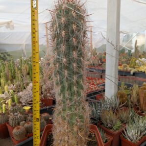Oreocereus celsianus