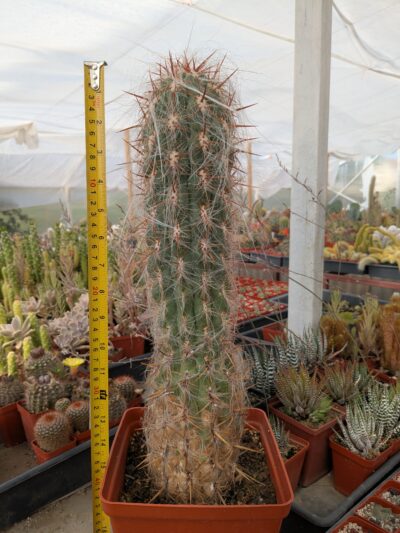 Oreocereus celsianus