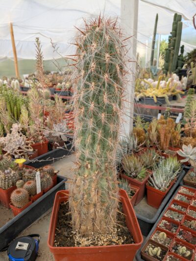 Oreocereus celsianus - Зображення 2