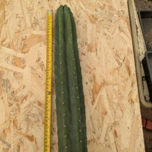 Trichocereus pachanoi