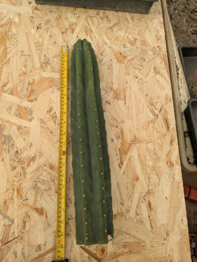 Trichocereus pachanoi