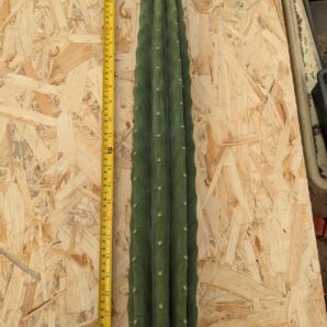 Trichocereus pachanoi