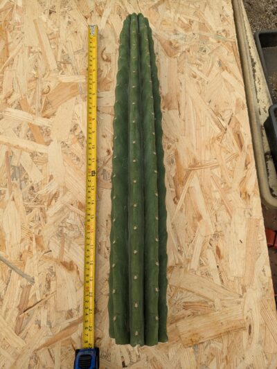 Trichocereus pachanoi