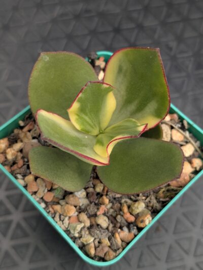 Crassula shin Kagetsu Nishiki - Зображення 2