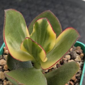 Crassula shin Kagetsu Nishiki