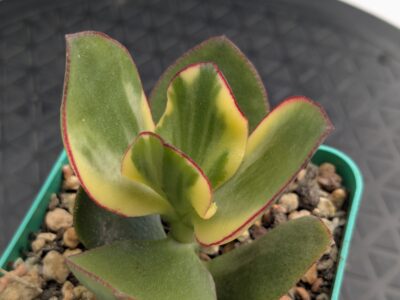 Crassula shin Kagetsu Nishiki