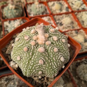 Astrophytum asterias 8см