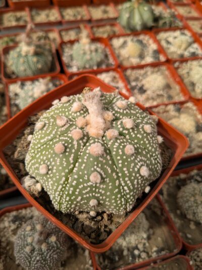 Astrophytum asterias 8см