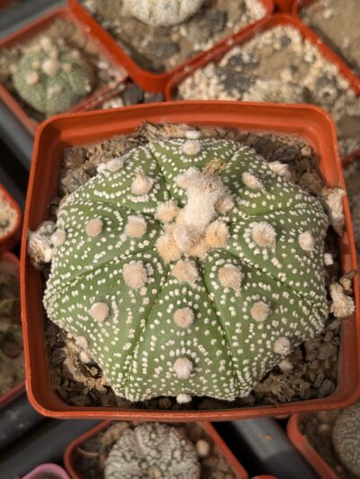Astrophytum asterias 8см - Зображення 2