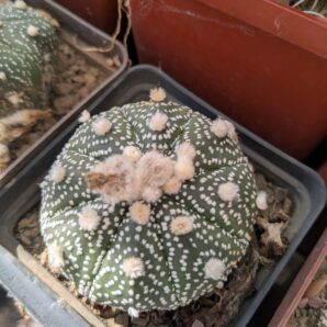 Astrophytum asterias