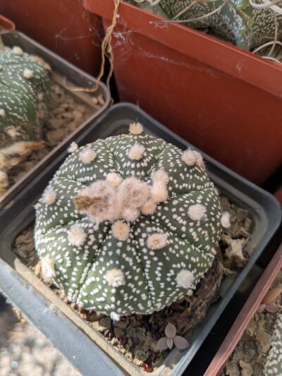 Astrophytum asterias