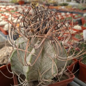 Astrophytum capricorne 9см