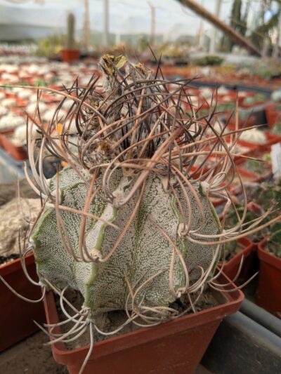 Astrophytum capricorne 9см