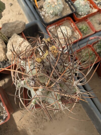 Astrophytum capricorne 9см - Зображення 2