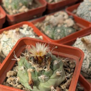 Turbinicarpus swobodae