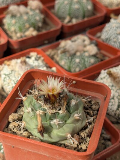 Turbinicarpus swobodae