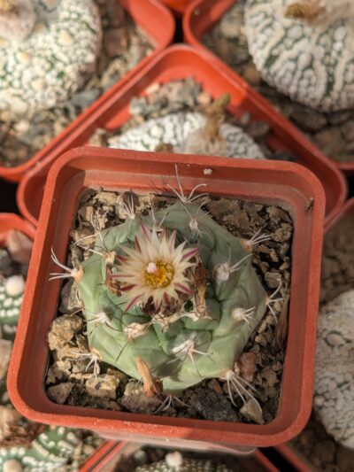 Turbinicarpus swobodae - Зображення 2