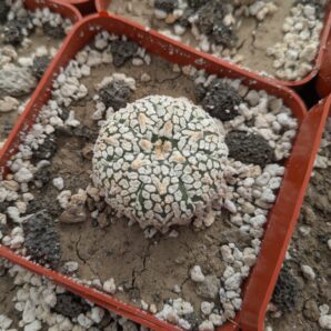 Astrophytum asterias ‘Super Kabuto’ V-type