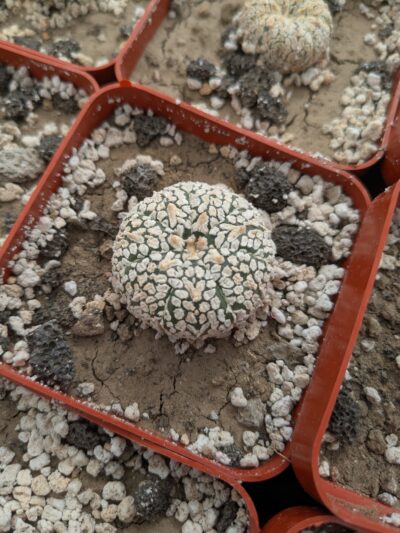 Astrophytum asterias ‘Super Kabuto’ V-type