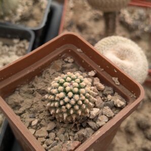 Pediocactus knowltonii SB304