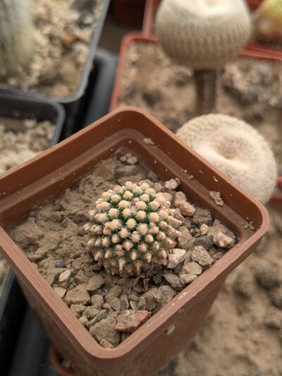 Pediocactus knowltonii SB304