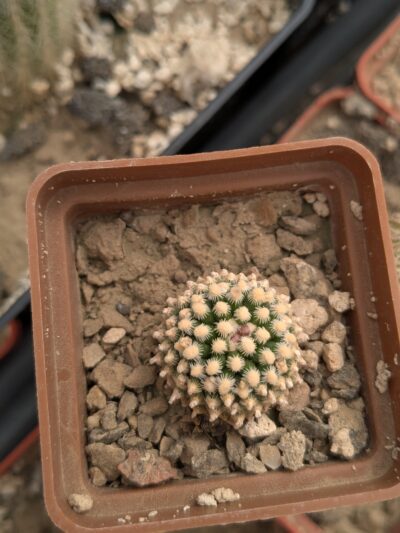 Pediocactus knowltonii SB304 - Зображення 2