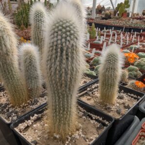 Cleistocactus strausii