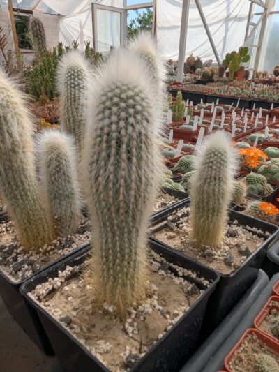 Cleistocactus strausii