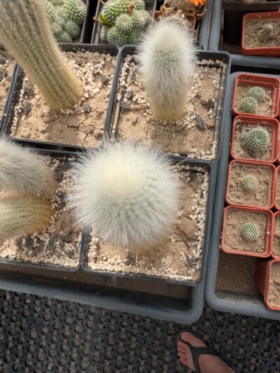 Cleistocactus strausii - Зображення 2