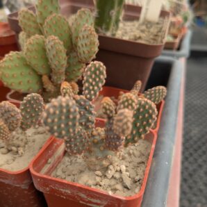 Opuntia rufida f. minima