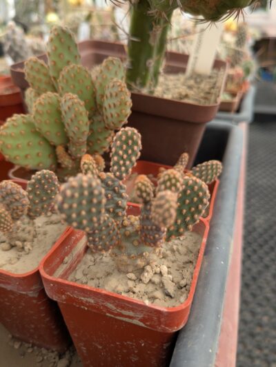 Opuntia rufida f. minima