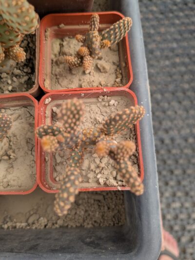 Opuntia rufida f. minima - Зображення 2