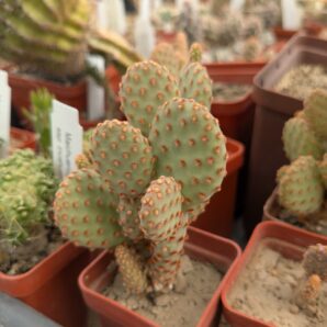 Opuntia rufida f. minima