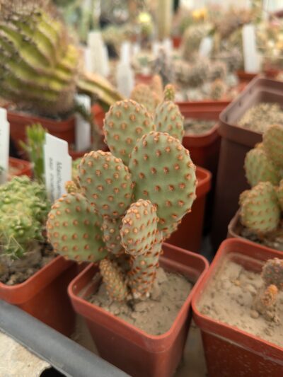 Opuntia rufida f. minima