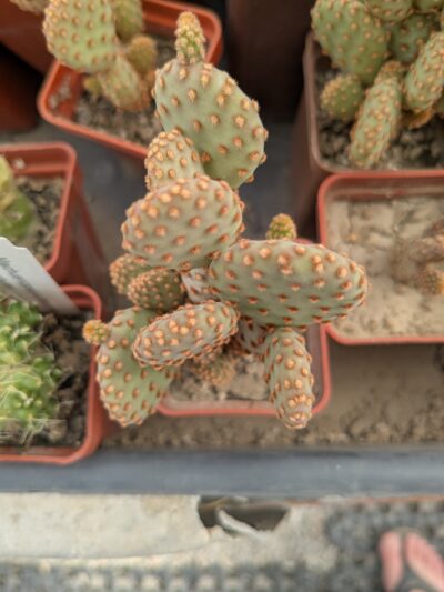 Opuntia rufida f. minima - Зображення 2