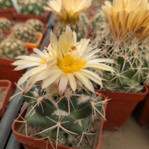 Coryphantha sulcolanata