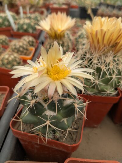 Coryphantha sulcolanata