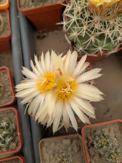 Coryphantha sulcolanata - Зображення 2